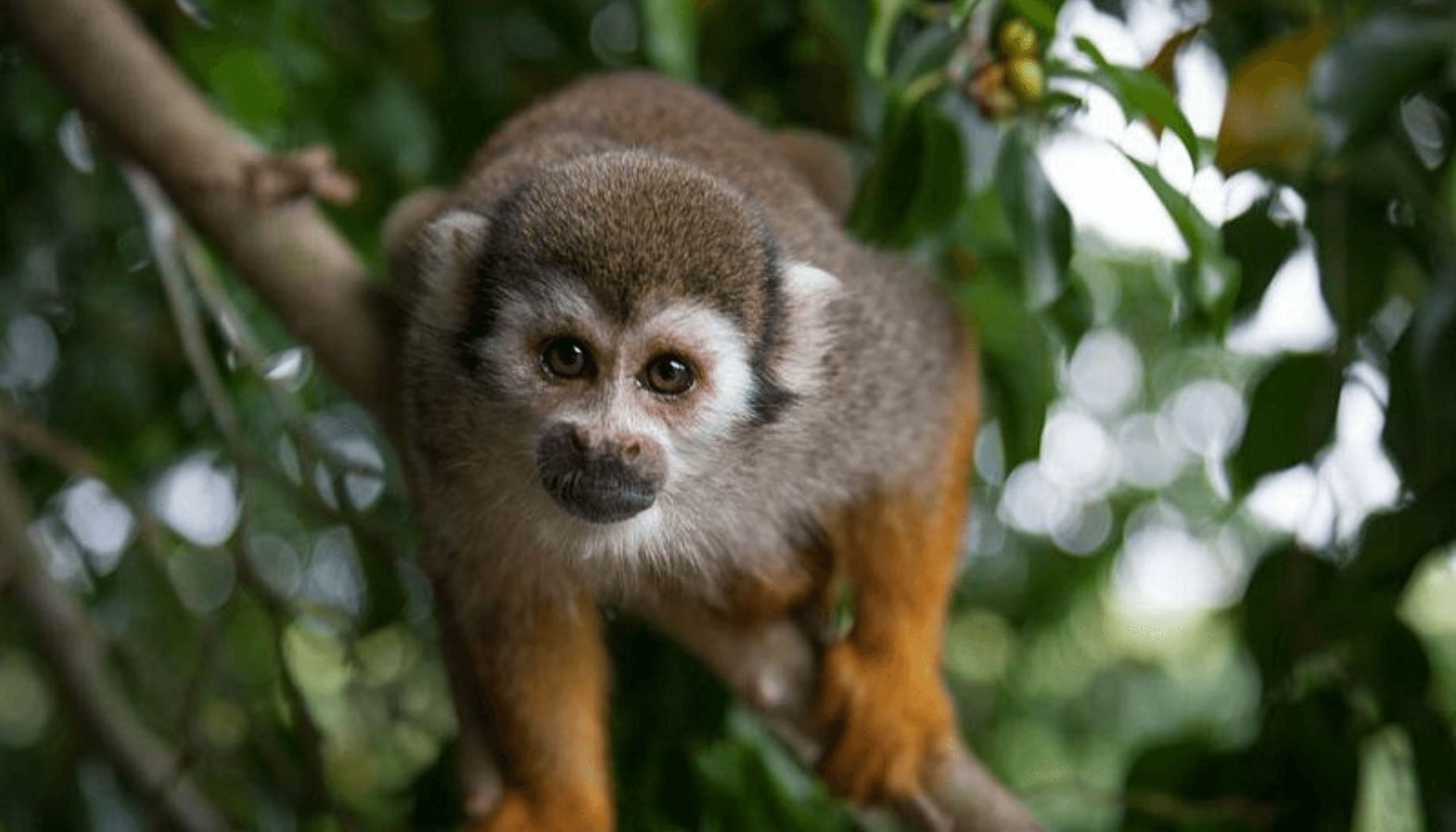 Monkey Land - Punta Cana excursion | Book today and pay on arrival with DR All Season Travel