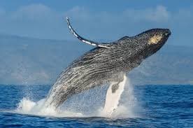 Whale Watching Experience - Image 1